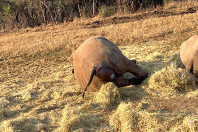 Imagens incrveis de um santurio mostram o nascimento de filhote de rinoceronte