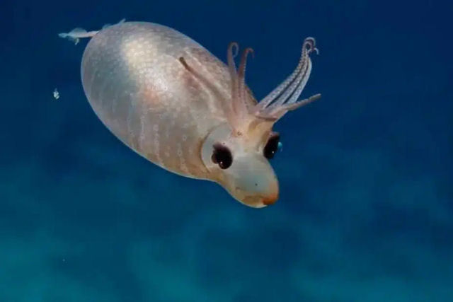 A lula-leitão é um pequeno enigma do fundo do mar