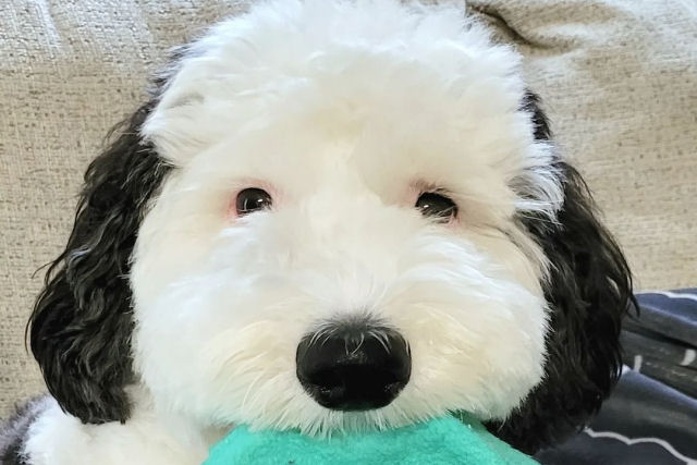Bayley, a cadelinha adorvel, parece um Snoopy da vida real