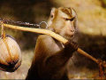 Macaco atira um coco na cabeça do dono