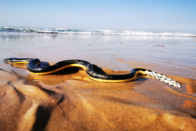 A cobra-marinha-de-barriga-amarela  uma das cobras mais amplamente distribudas no mundo