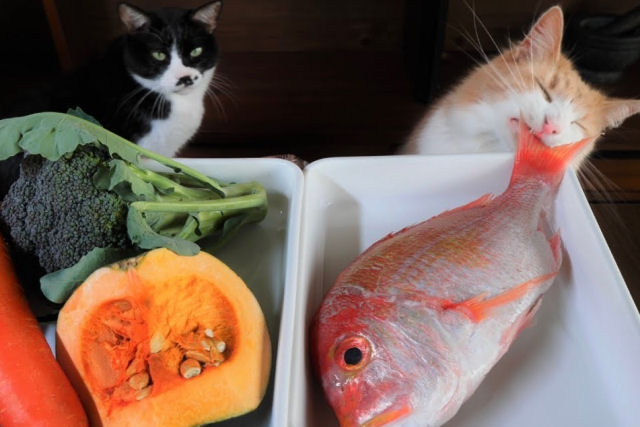 Chef japons prepara um terrine de geleia de peixe para seus gatos