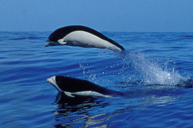 Golfinho-liso-do-sul, os delfins estranhamente parecidos com orcas