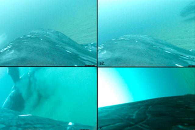 Veja baleias esfoliando a pele no fundo do oceano