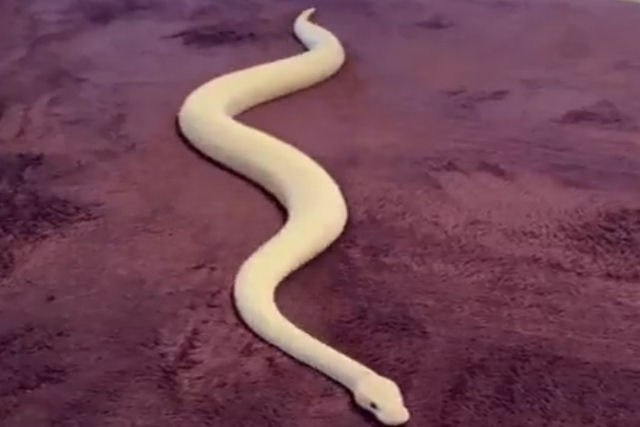 Cobras usam fricção e redistribuição de peso para deslizar em terreno plano