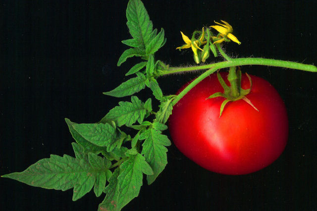 O tomate foi temido na Europa por mais de 200 anos
