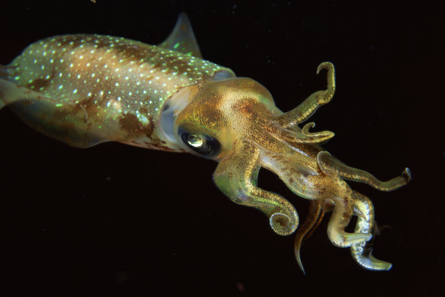 A rdula dos moluscos permite que engulam peixes inteiros vivos