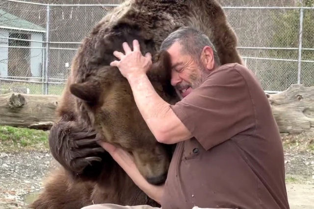 Homem tem conversa afetuosa com urso-pardo resgatado