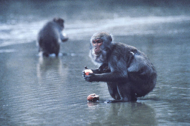 Como macacos japoneses aprenderam a lavar batatas