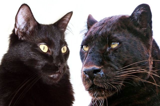 Gatos domsticos e gatos selvagens no so realmente to diferentes