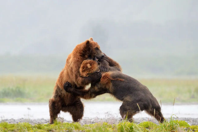 Fotgrafo encontra dois ursos-pardos e filma a me de todas as batalhas
