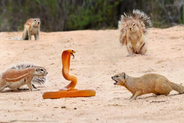 Veja sete esquilos e um mangusto intimidarem uma naja