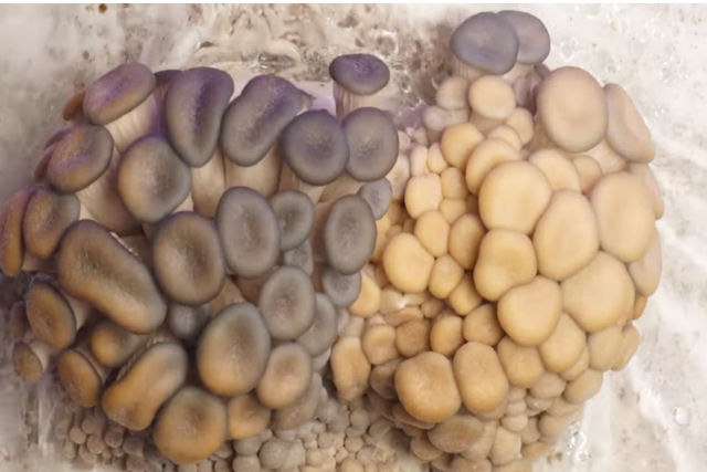 Veja um fantástico time-lapse de 1000 dias de crescimento de cogumelos