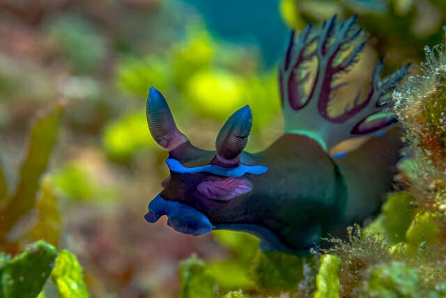 Fotógrafo registra espécies marinhas em vibrantes retratos subaquáticos
