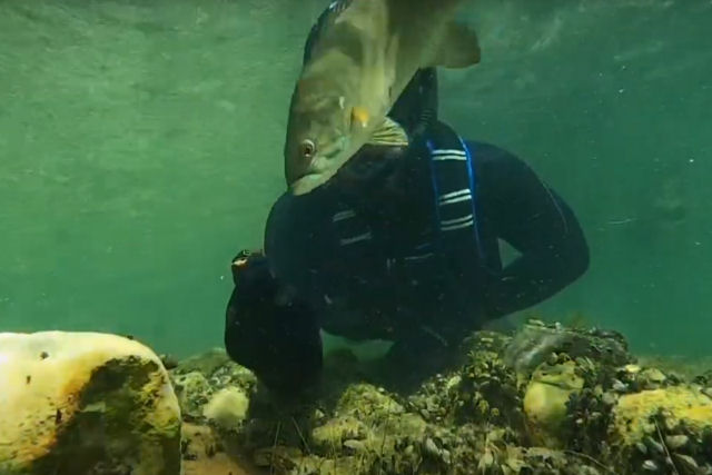 Mergulhador chama peixes usando um som subaqutico nico