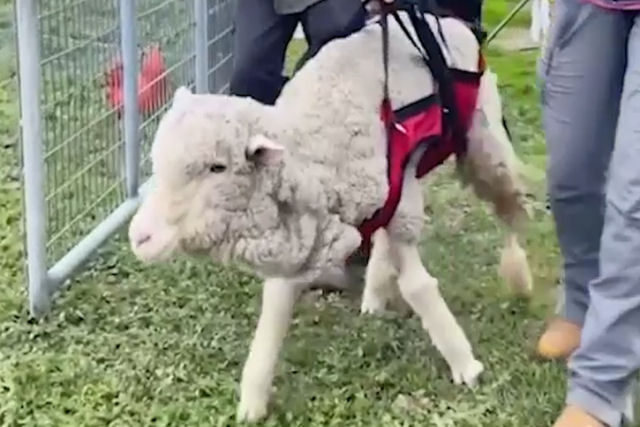 Humanos gentis ensinam ovelha resgatada a andar novamente