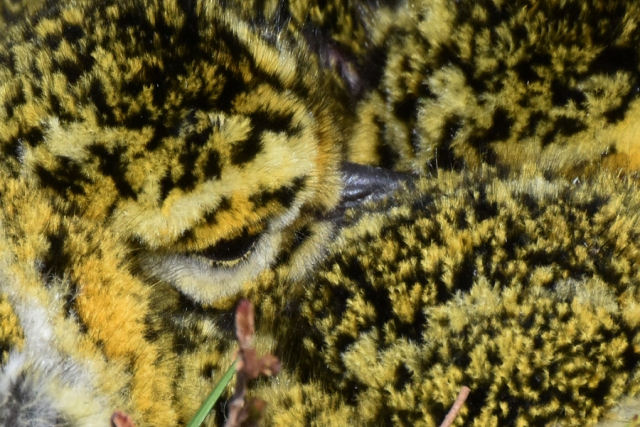 Os filhotes de tarambola-dourada tem uma das camuflagens mais perfeitas entre as aves