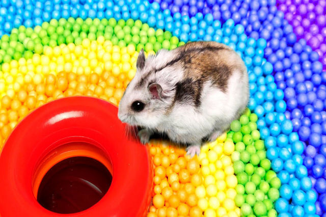 Hamster escapa de um labirinto épico