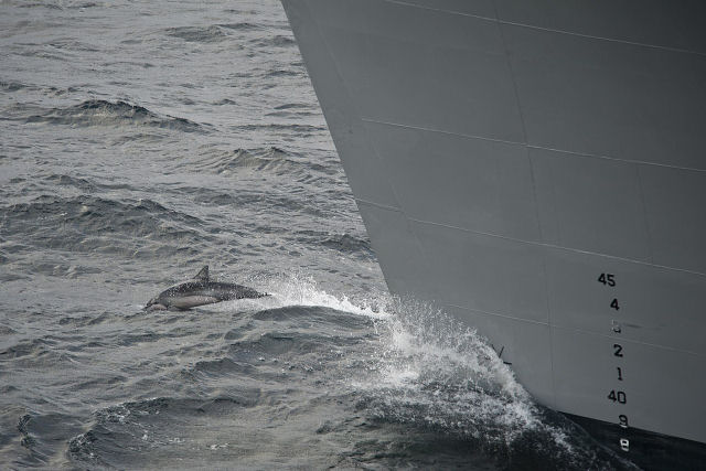 Orcas e golfinhos podem seguir embarcaes para economizar energia