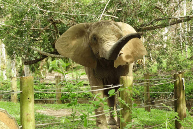 Mundi, a elefanta,  resgatada aps 35 anos em cativeiro e transferida para um santurio