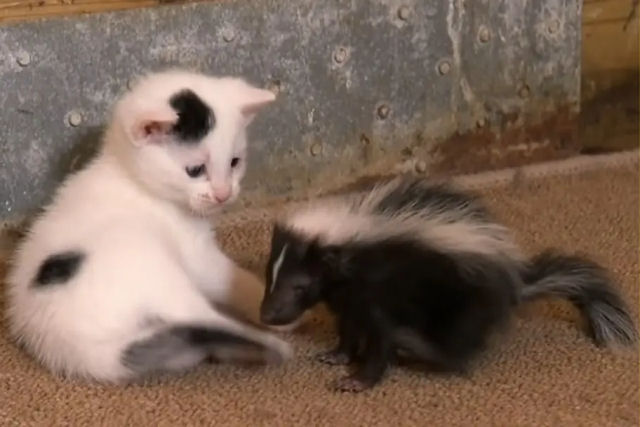 Gata preta e branca e seus gatinhos adotam filhote de jacarambeva
