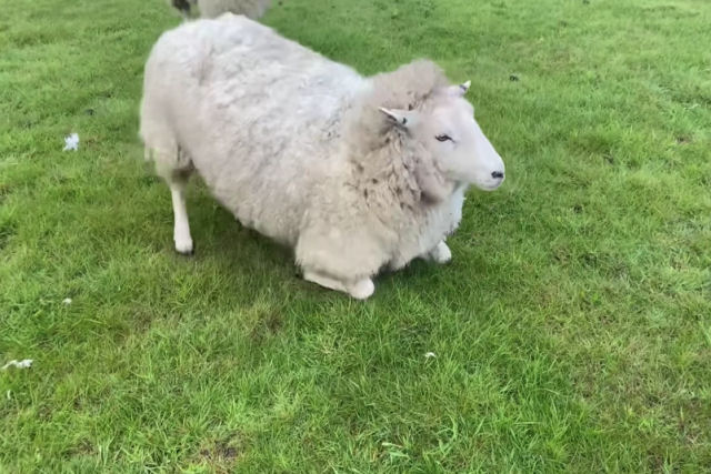 Como salvar facilmente a vida de uma ovelha