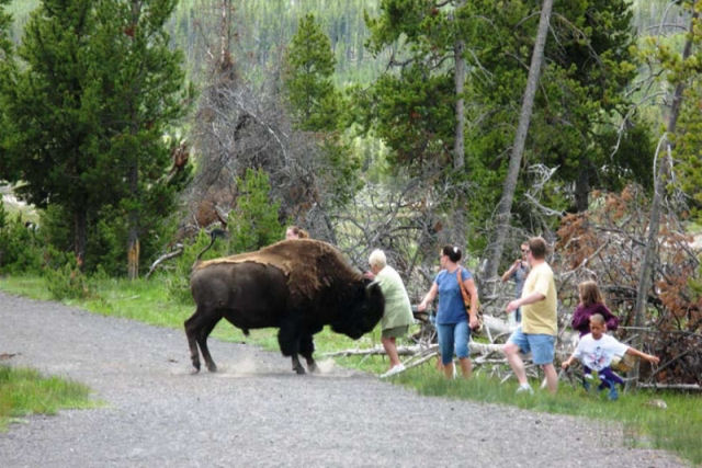 Vídeo viral nos lembra por que é boa ideia ficar longe de bisões no Parque Nacional de Yellowstone