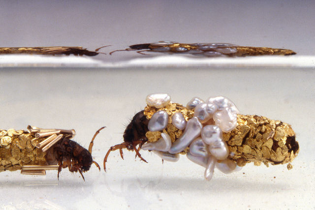 Artista colabora com larvas de mosca-dgua enquanto constroem casulos aquticos de ouro e prolas