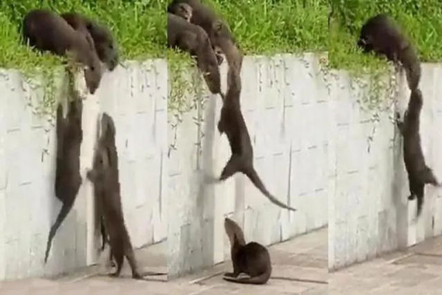 Vdeo de lontras ajudando umas s outras a escalar a parede lembra os internautas da importncia da famlia
