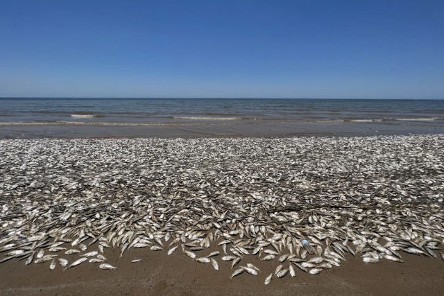 Por que milhares de peixes mortos deram  costa no Texas, ns EUA