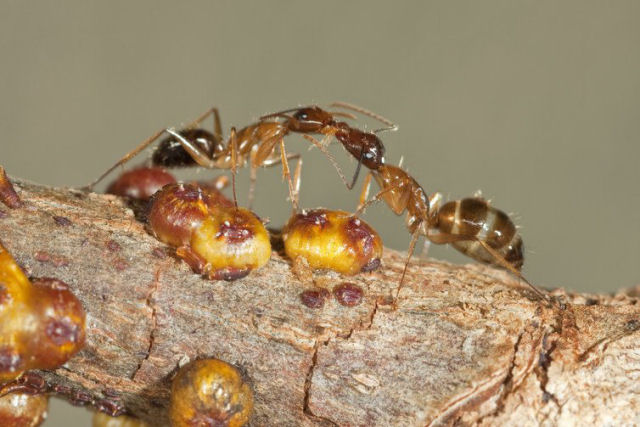Cientistas no sabem explicar a louca gentica por trs das formigas-amarelas-malucas