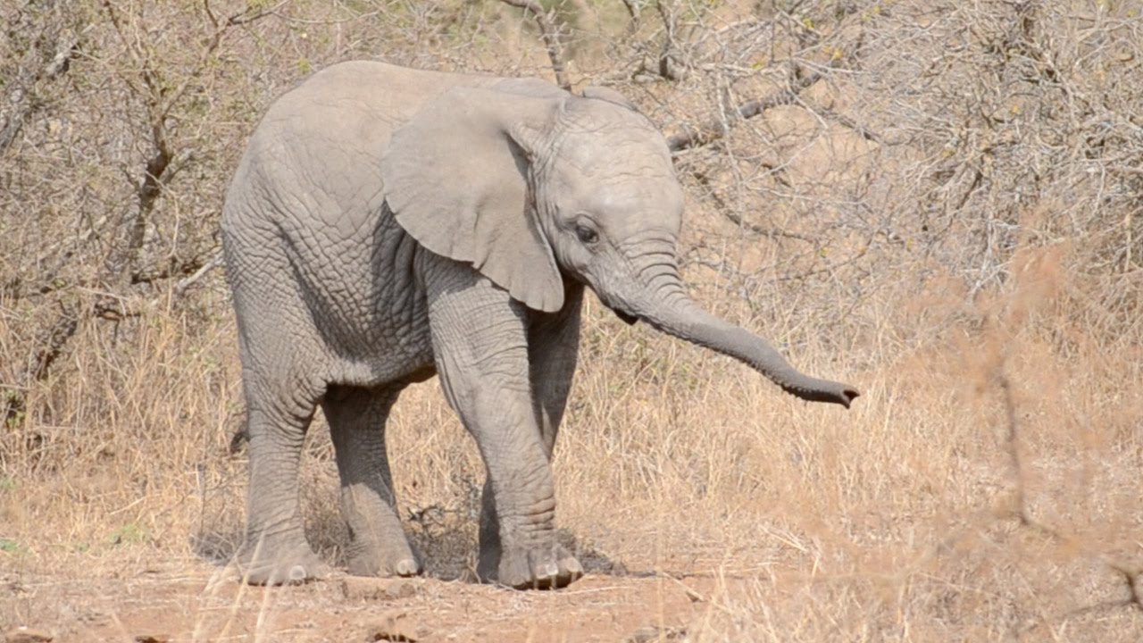 Por que os elefantinhos gostam tanto de brincar com suas trombas?