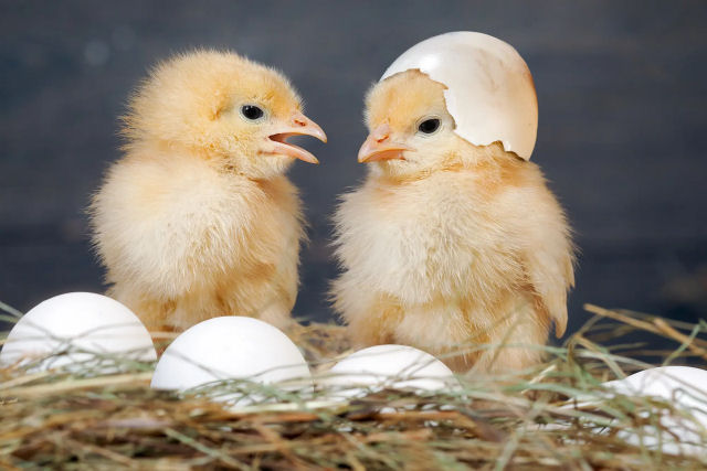 A ciência finalmente responde à questão do ovo e da galinha