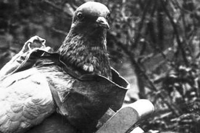 Os primeiros-drones: os pombos que tiravam fotos na virada do sculo passado