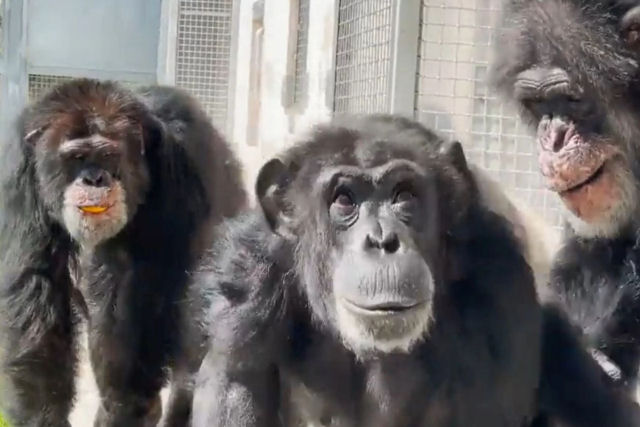 O momento em que uma chimpanz de 29 anos v o cu pela primeira vez