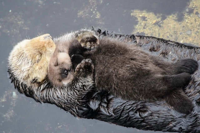 O estendido instinto materno das lontras-marinhas
