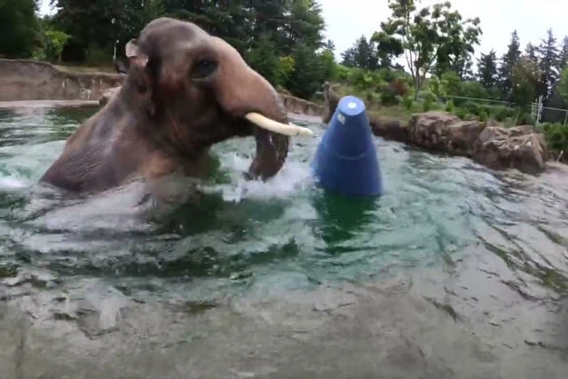 Elefante mergulha alegremente com seu novo brinquedo flutuante