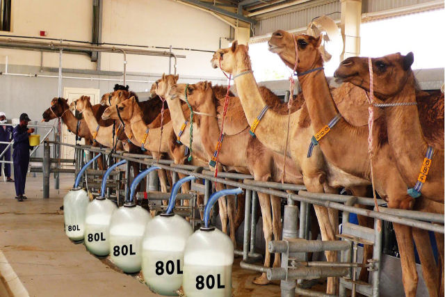 J h fazendas de camelos do mundo especializadas na produo de leite em grande escala