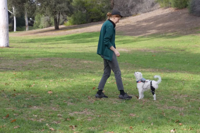 A youtuber Simone Giertz fez um exoesqueleto para sua cadelinha de trs pernas