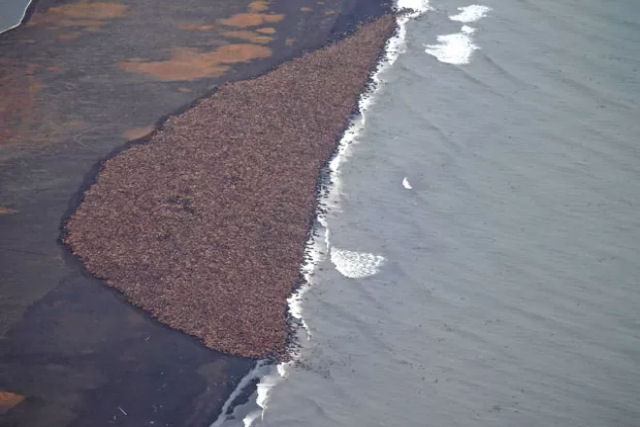 O dia em que quase 50.000 morsas desembarcaram no Alasca