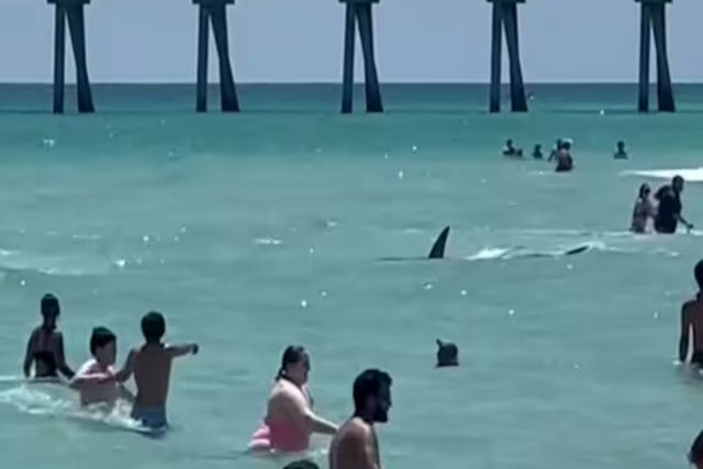 Vdeo mostra tubaro nadando entre banhistas na Flrida