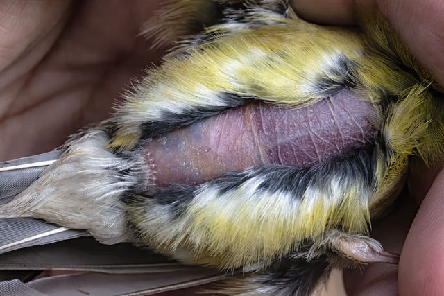 Algumas aves perdem as penas de toda a barriga durante a incubao