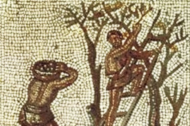 A maneira romana antiga, medieval e moderna de fazer azeite
