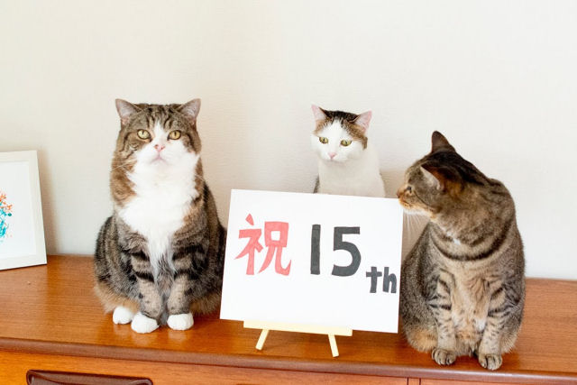 Maru, o gato mais famoso da rede, comemora 15 anos de internet