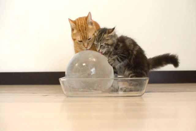 Os gatos gostam de gua fria ou  melhor gua em temperatura ambiente?
