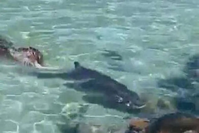 Lobo-marinho ataca cachalote-ano desorientado no porto da Baa de Hout, frica do Sul