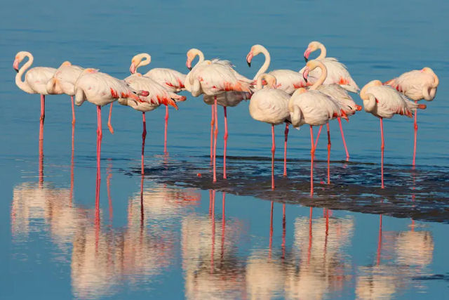Por que os flamingos ficam em uma perna s?