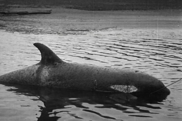A trgica e estranha histria de Ethelbert, a orca
