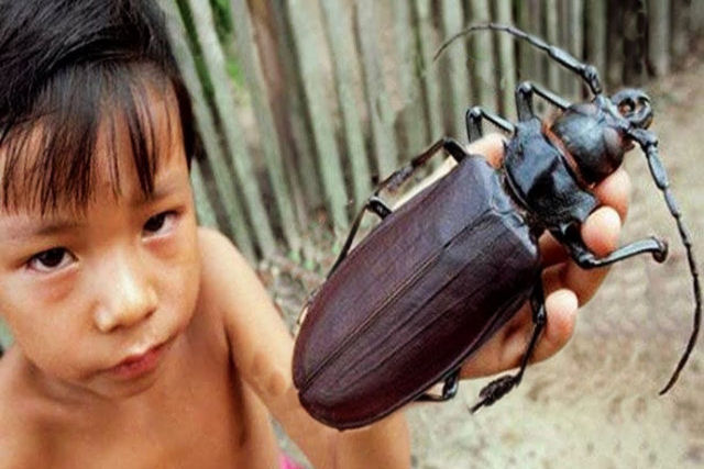 Quais são os maiores insetos do mundo