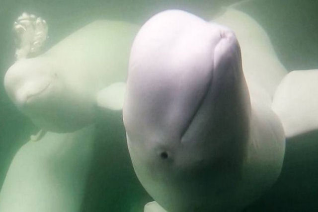 Veja dezenas de milhares de belugas migrando com cmeras ao vivo